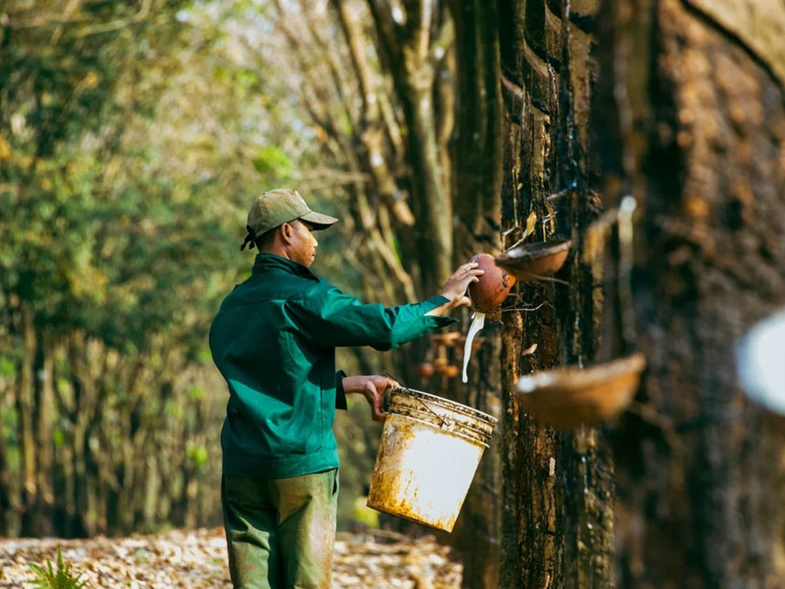 How Is Natural Latex Made?